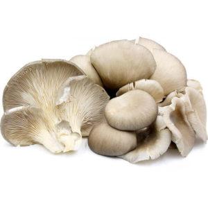 Oyster-Mushroom-300x300